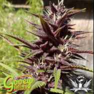 Gooeybreeder Seeds Island Mix